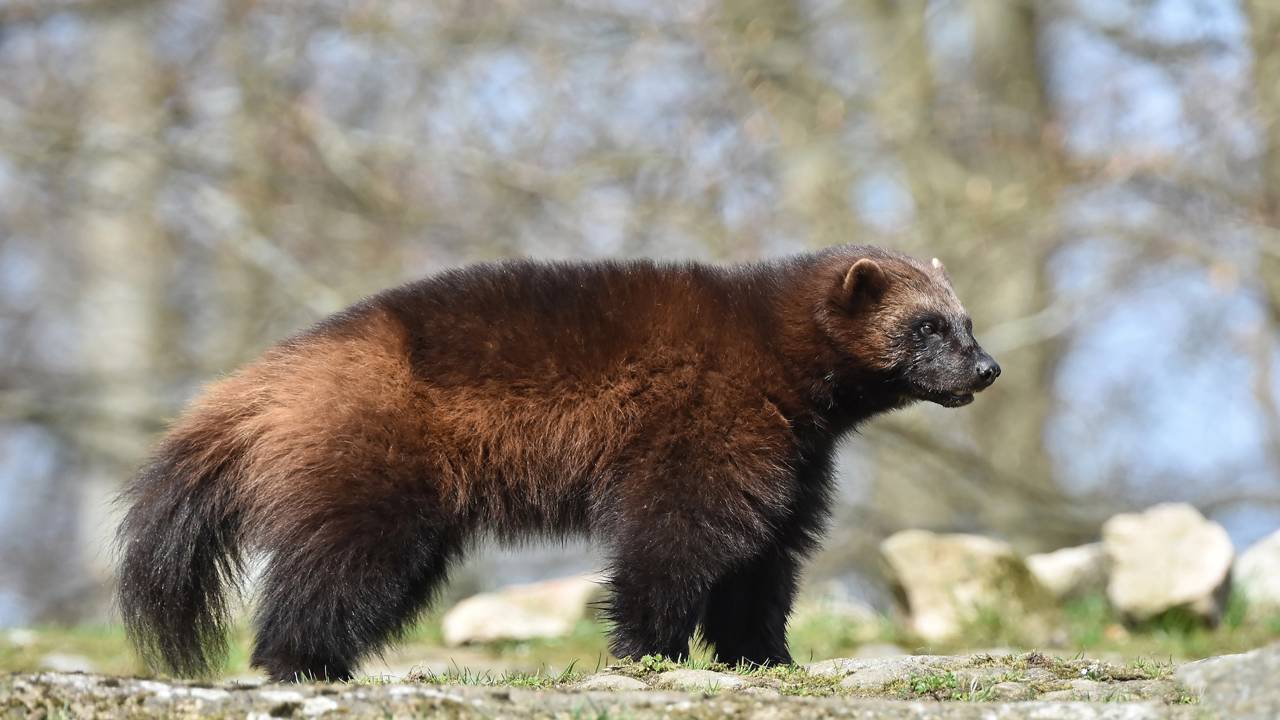 Colorado aposta no Wolverine como predador para mudar o ecossistema
