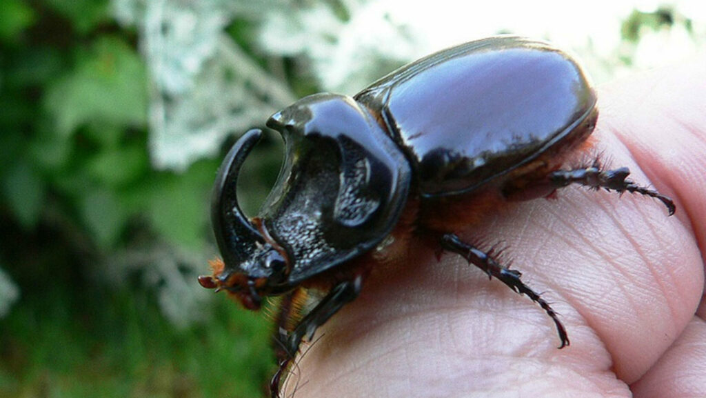 Esse é o animal mais forte do mundo e você vê ele quase todos os dias