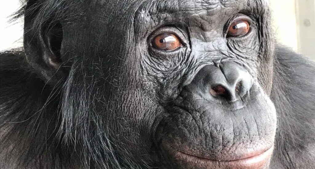 Um macaco pode imaginar? O caso que está mudando o que sabemos sobre a mente animal