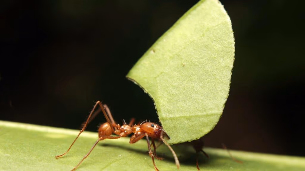 As primeiras agricultoras do planeta vivem debaixo da terra