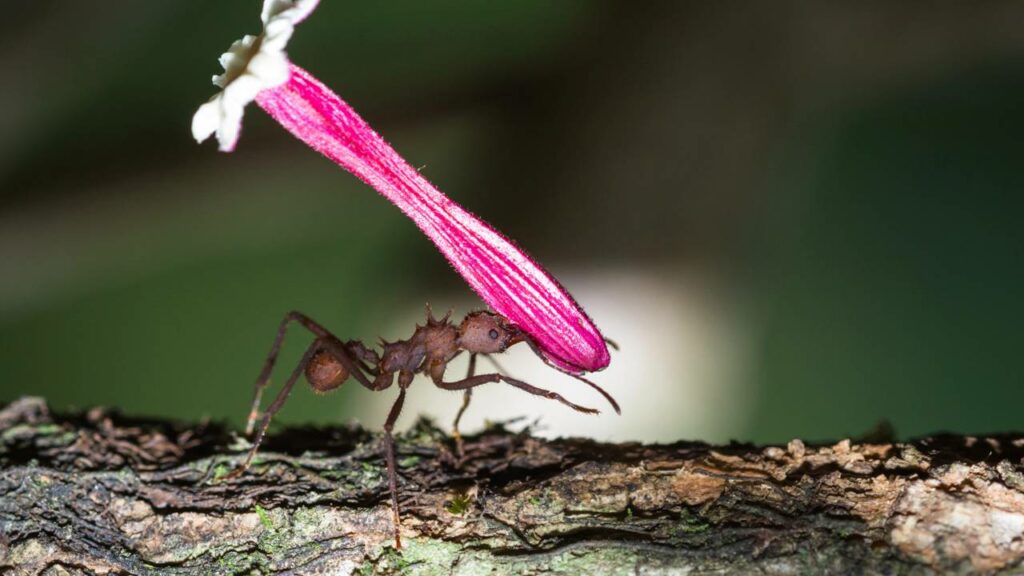 As primeiras agricultoras do planeta vivem debaixo da terra