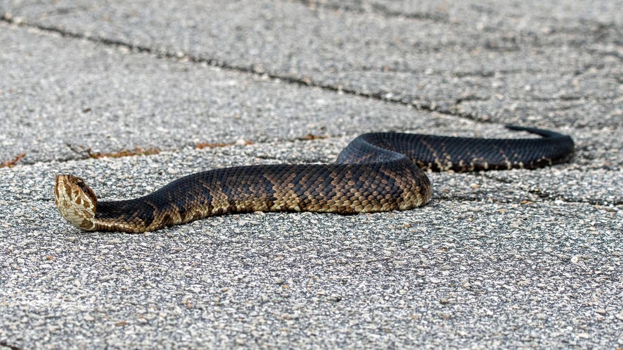 Ela pensou ser uma píton e acabou pagando 1,57 milhões de dólares em 70 frascos de antídoto