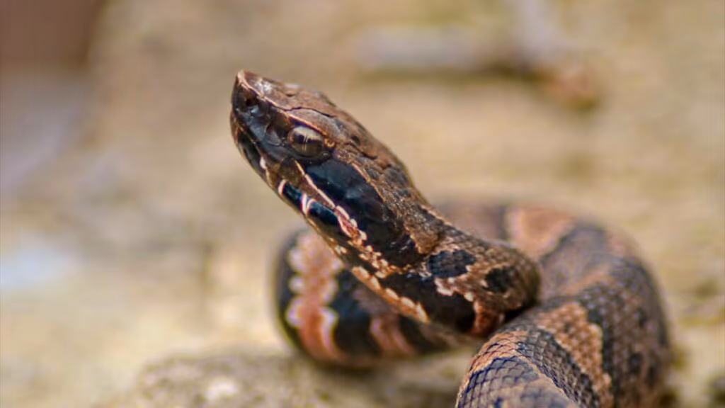 Picada de cobra gera conta de quase 8 milhões de reais