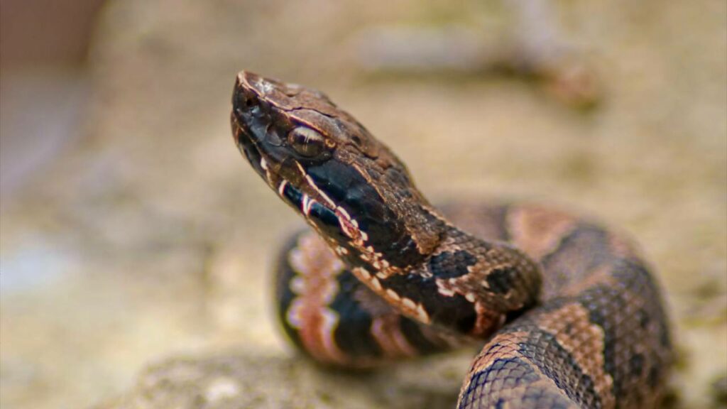 Picada de cobra gera conta de quase 8 milhões de reais