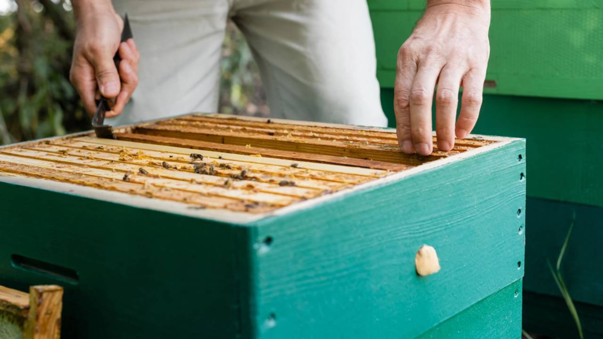 Sem elas no verão, você e sua família podem acabar ficando sem comida na mesa