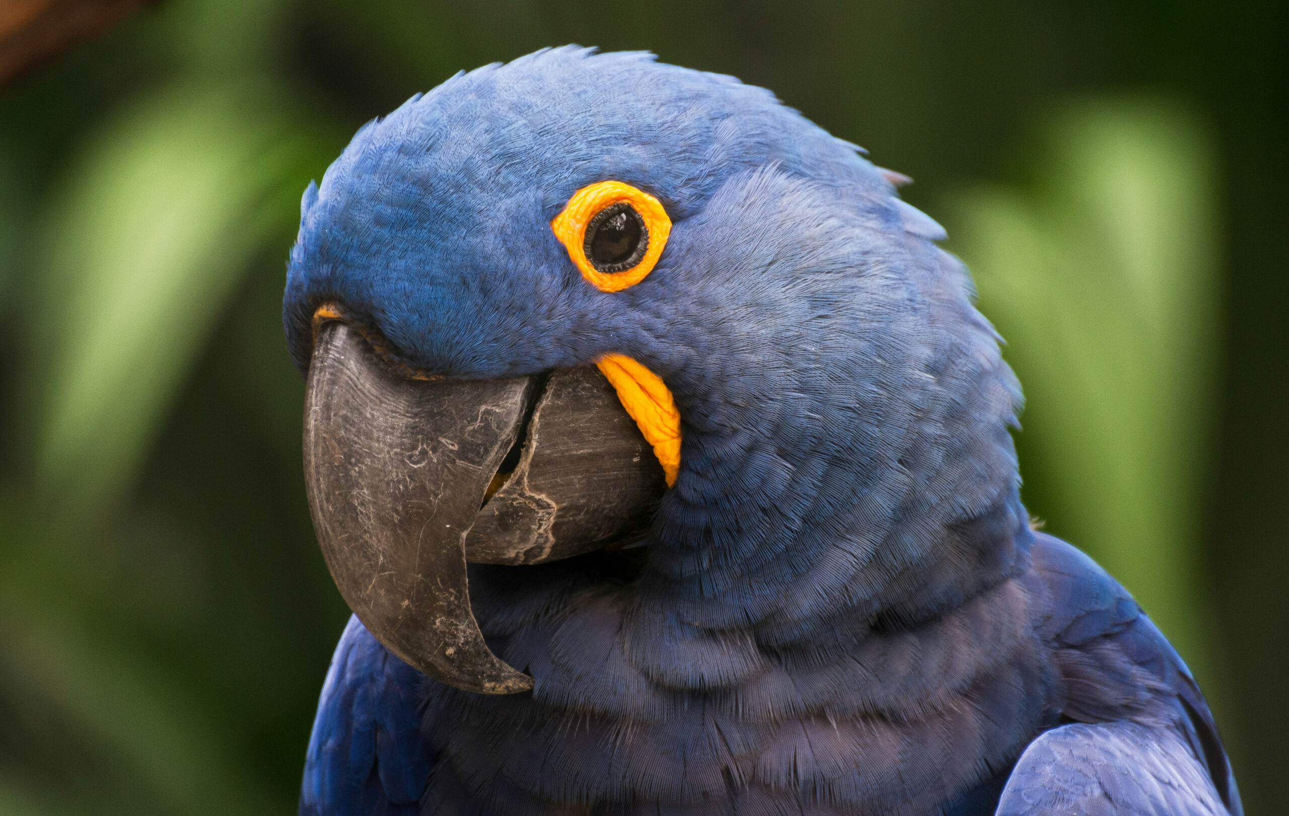 Quando todos já falavam em extinção, o 101º ovo mudou o destino da arara-azul