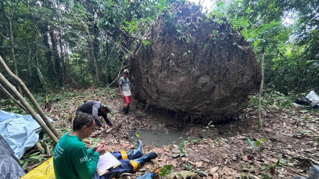 Árvore caída na Amazônia revela sete esferas que não deveriam estar ali
