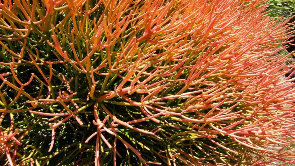 As plantas mais perigosas do mundo que parecem inofensivas, mas podem causar danos graves ao simples toque