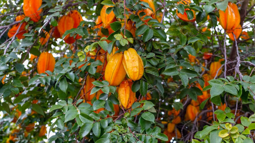 Frutas que podem matar e quase ninguém imagina os riscos envolvidos no consumo