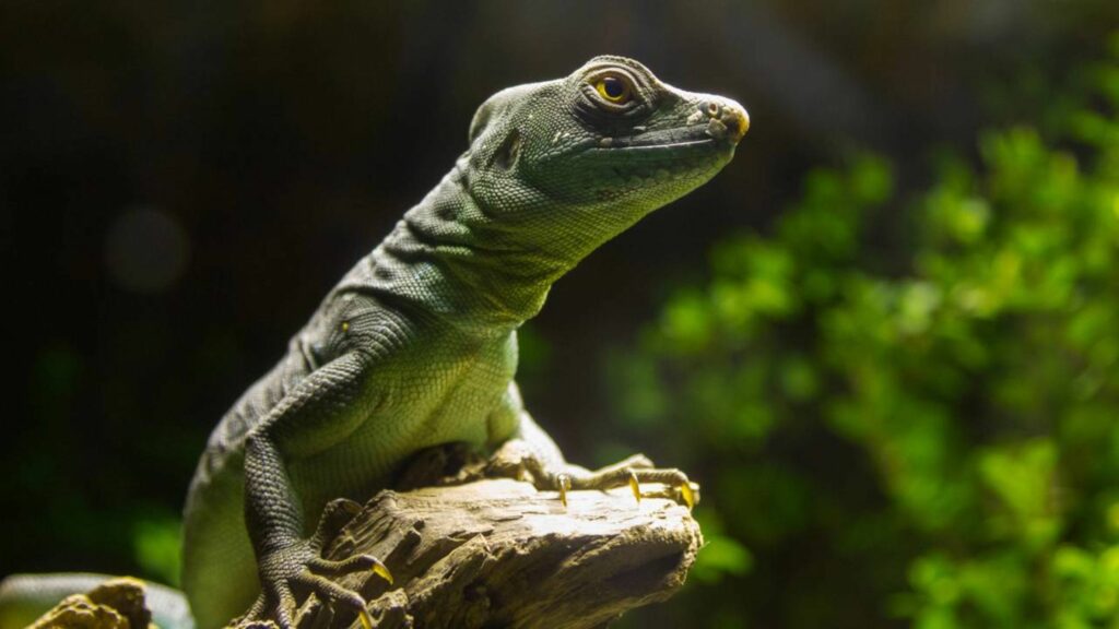 O lagarto que realiza milagres e por isso recebe um nome curioso