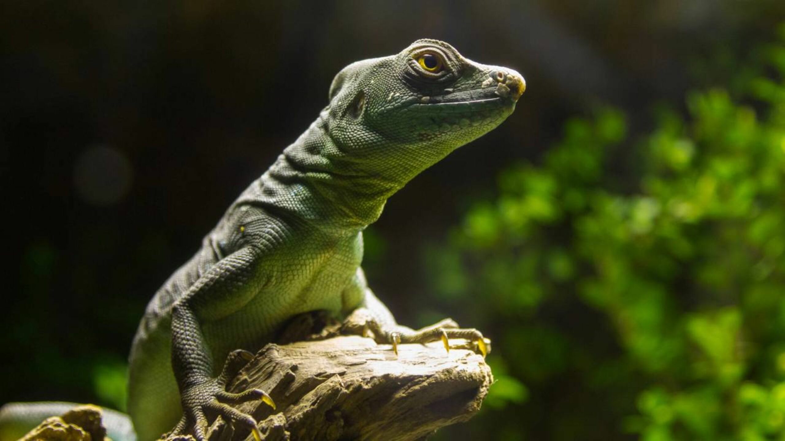 O lagarto que realiza milagres e por isso recebe um nome curioso