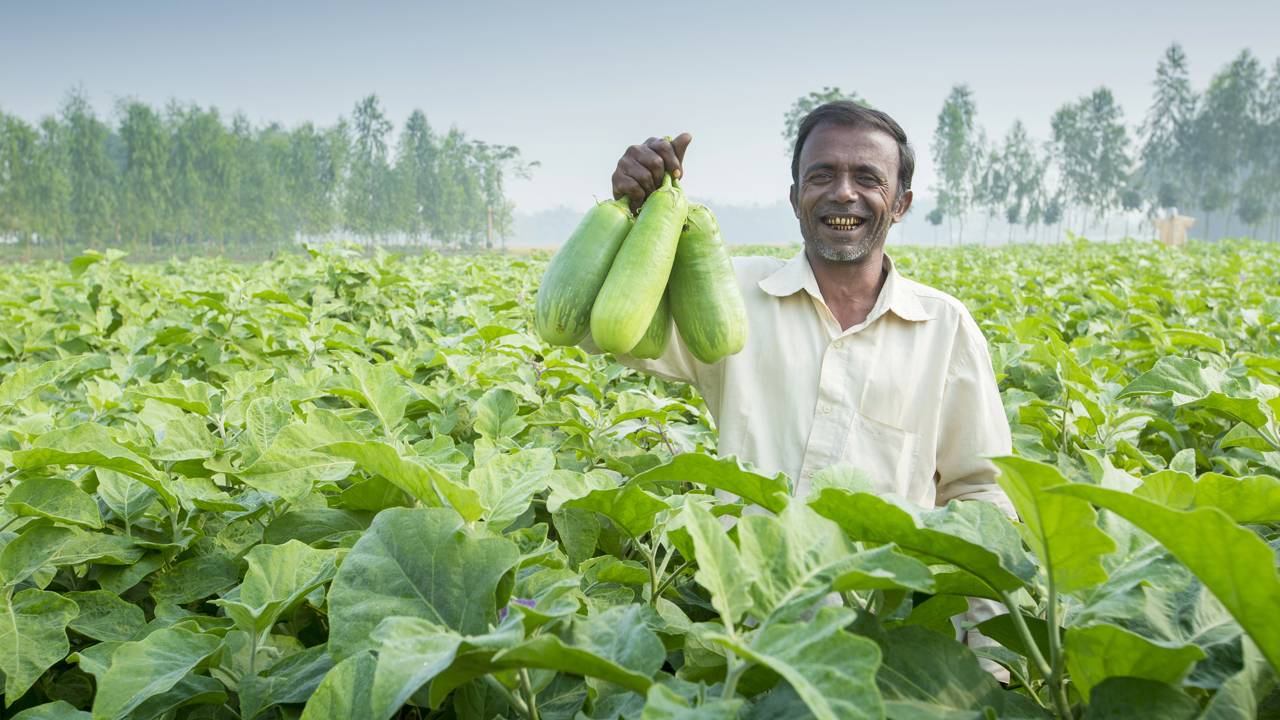 Os legumes mais perigosos do mundo que parecem inofensivos, mas podem causar sérios riscos à saúde