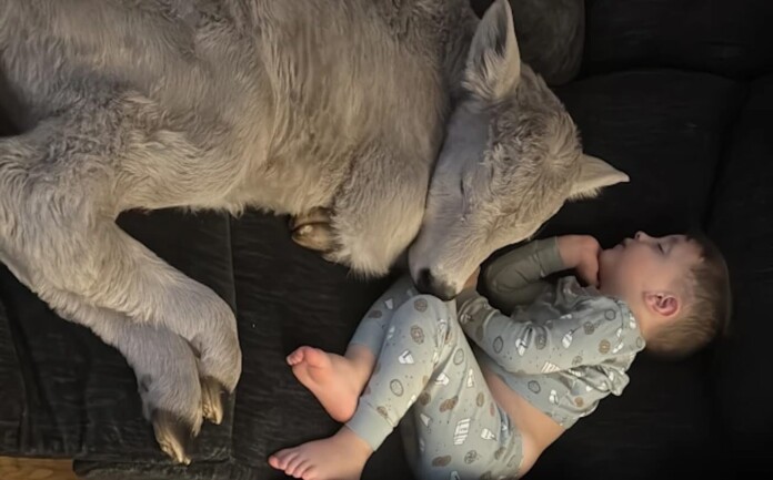 Uma noite congelante, um bezerro frágil e o cuidado que comoveu o mundo