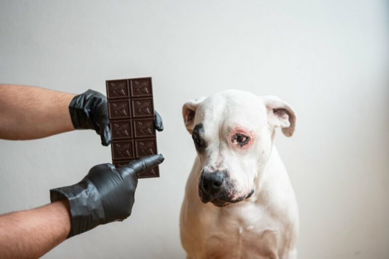 Saiba por que a comida humana nem sempre é segura para pets
