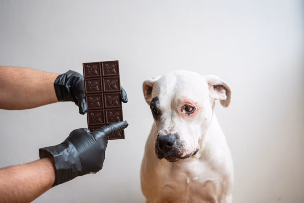 Saiba por que a comida humana nem sempre é segura para pets