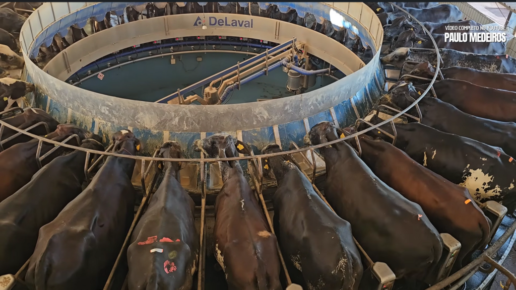 Como uma ordenha rotativa dobrou a produção de leite sem gastar mais terra