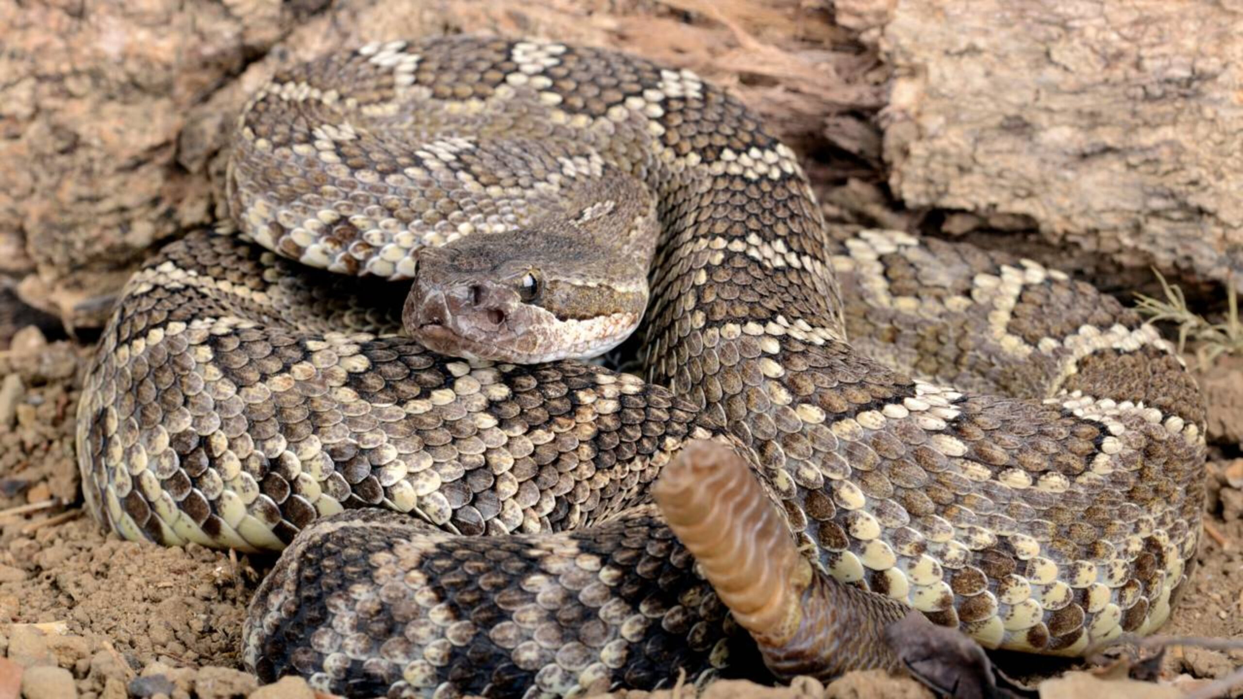 7 cobras mais venenosas do Brasil que representam grande risco à saúde humana