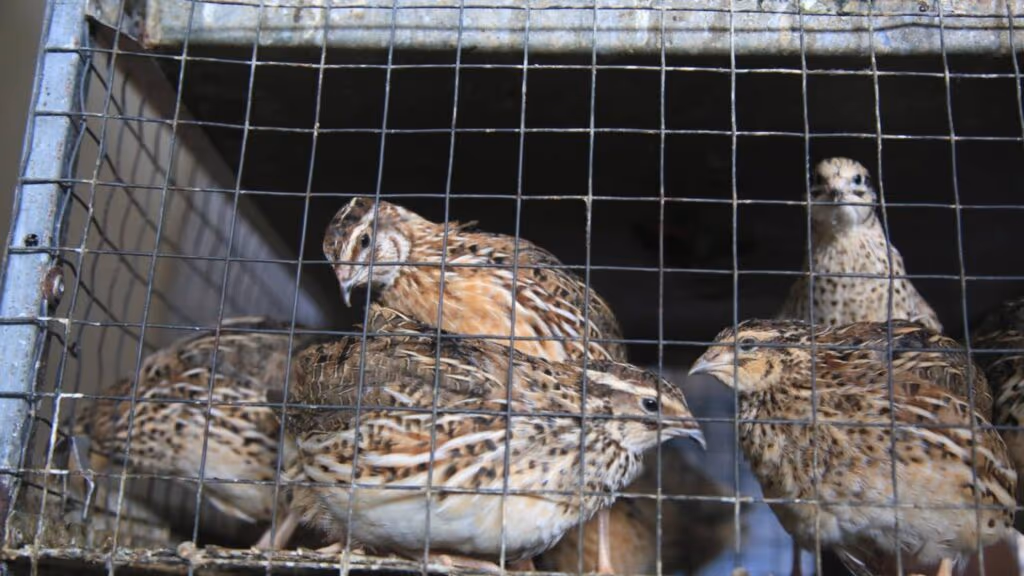 Esqueça as galinhas: 5 animais muito mais valiosos para a sua fazenda lucrar mais