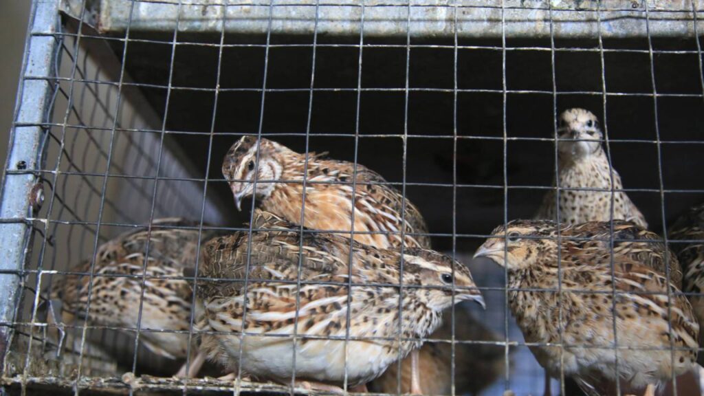 Esqueça as galinhas: 5 animais muito mais valiosos para a sua fazenda lucrar mais