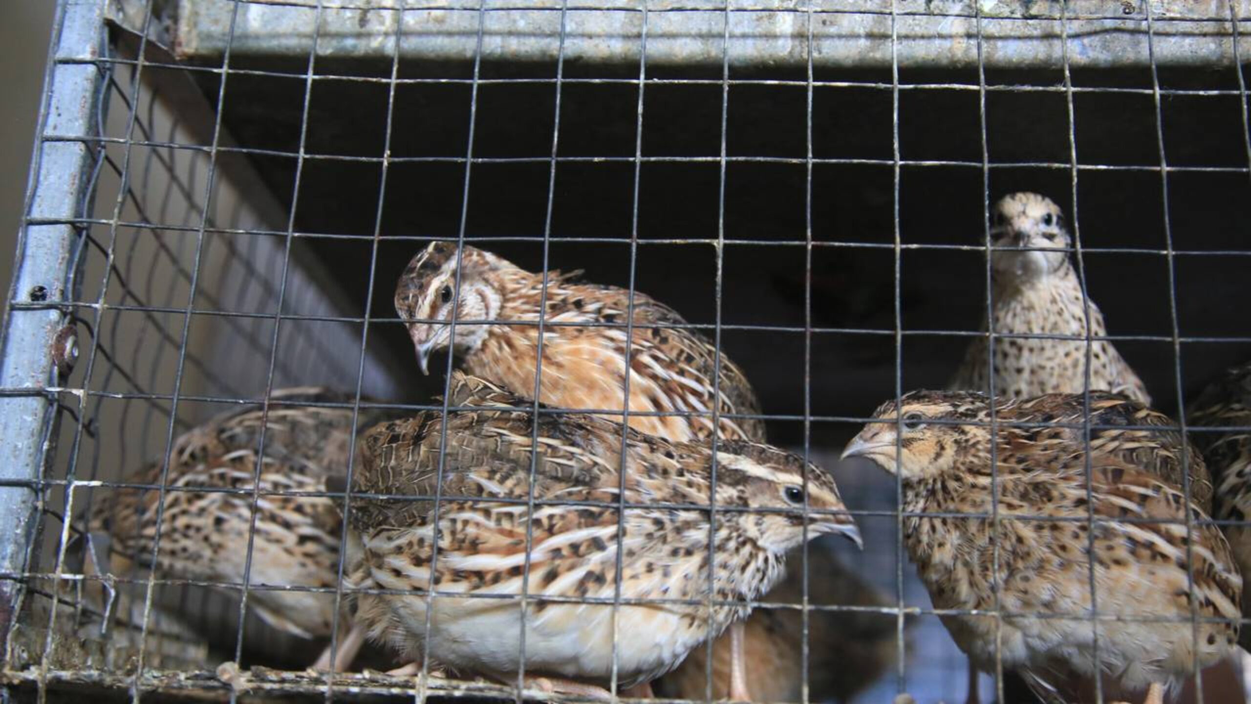 Esqueça as galinhas: 5 animais muito mais valiosos para a sua fazenda lucrar mais