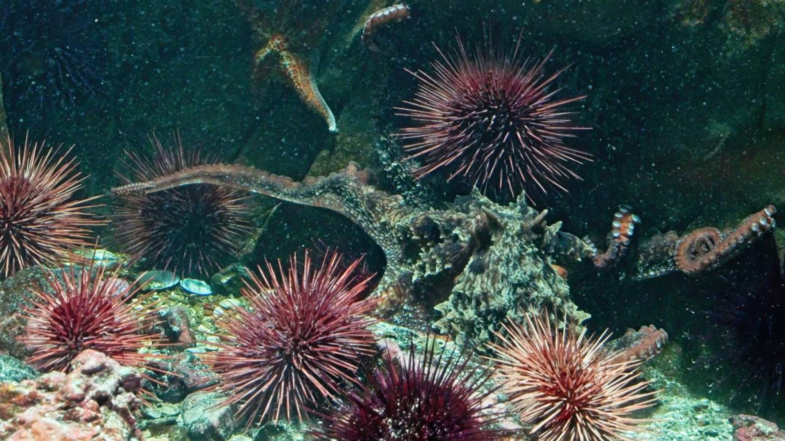 Criatura do fundo do mar aparece a 3 milhas de profundidade, ganha nome mas não sabemos ainda se devemos temê-la ou admirá-la