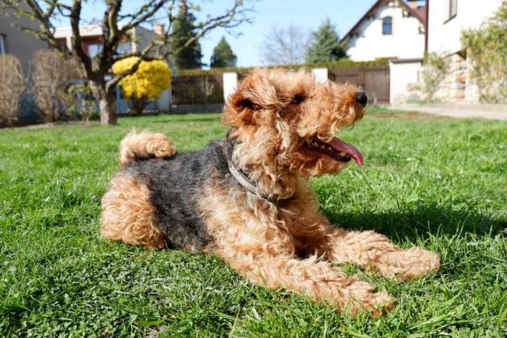 Welsh terrier: conheça as características dessa raça de cachorro 
