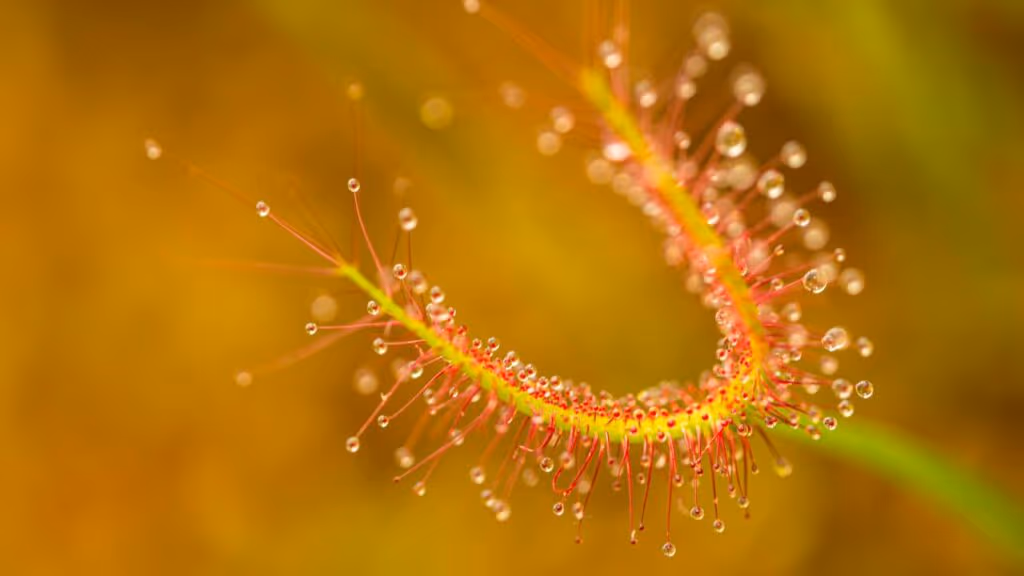 Drósera capensis: como cultivar essa planta carnívora de forma simples em casa