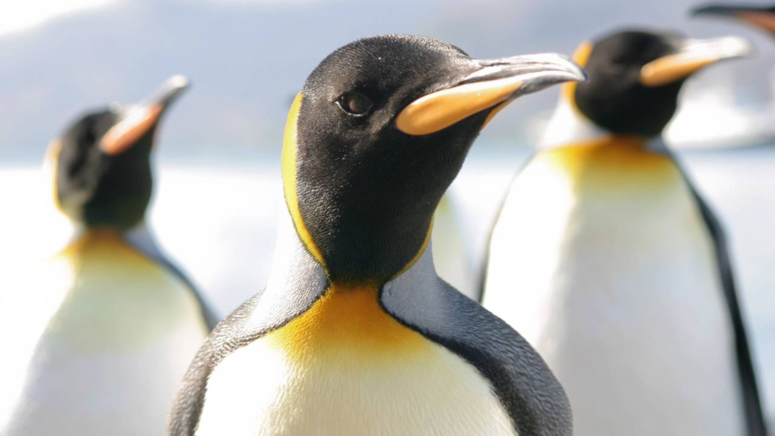Equipe de vida selvagem da BBC quebrou as próprias regras ao intervir para salvar colônia de pinguins