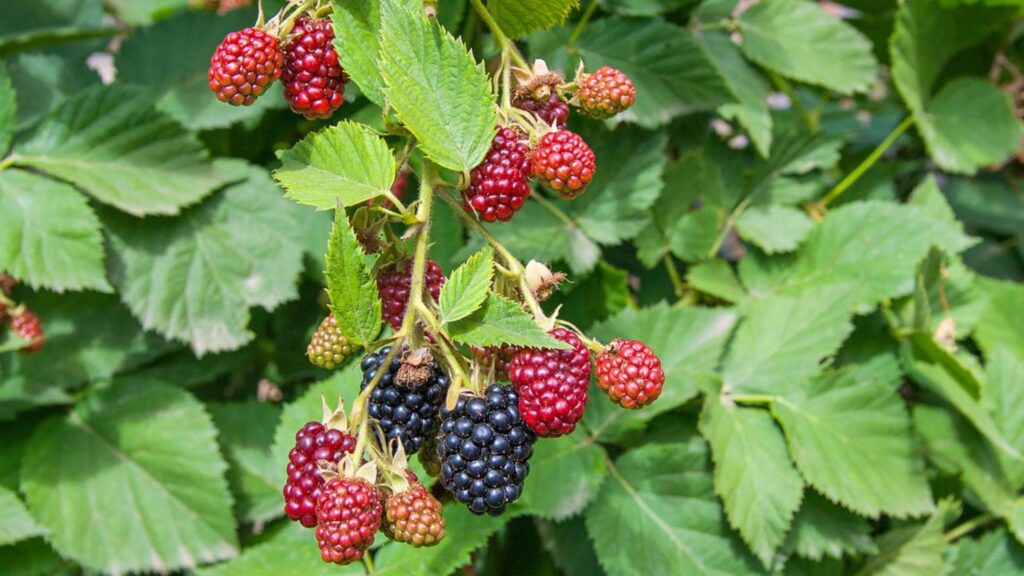 8 árvores frutíferas que produzem o ano todo e ajudam a sustentar a família