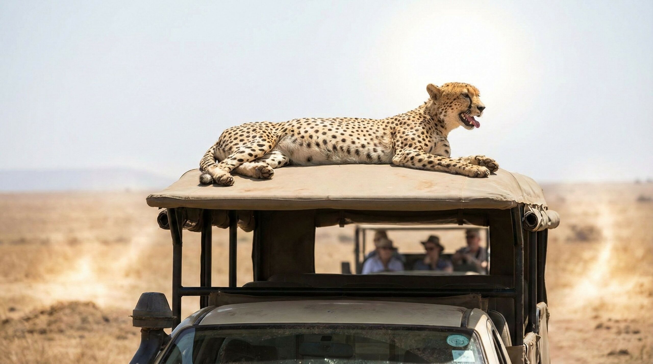 Guepardo grávida busca sombra em teto de veículo e encanta visitantes