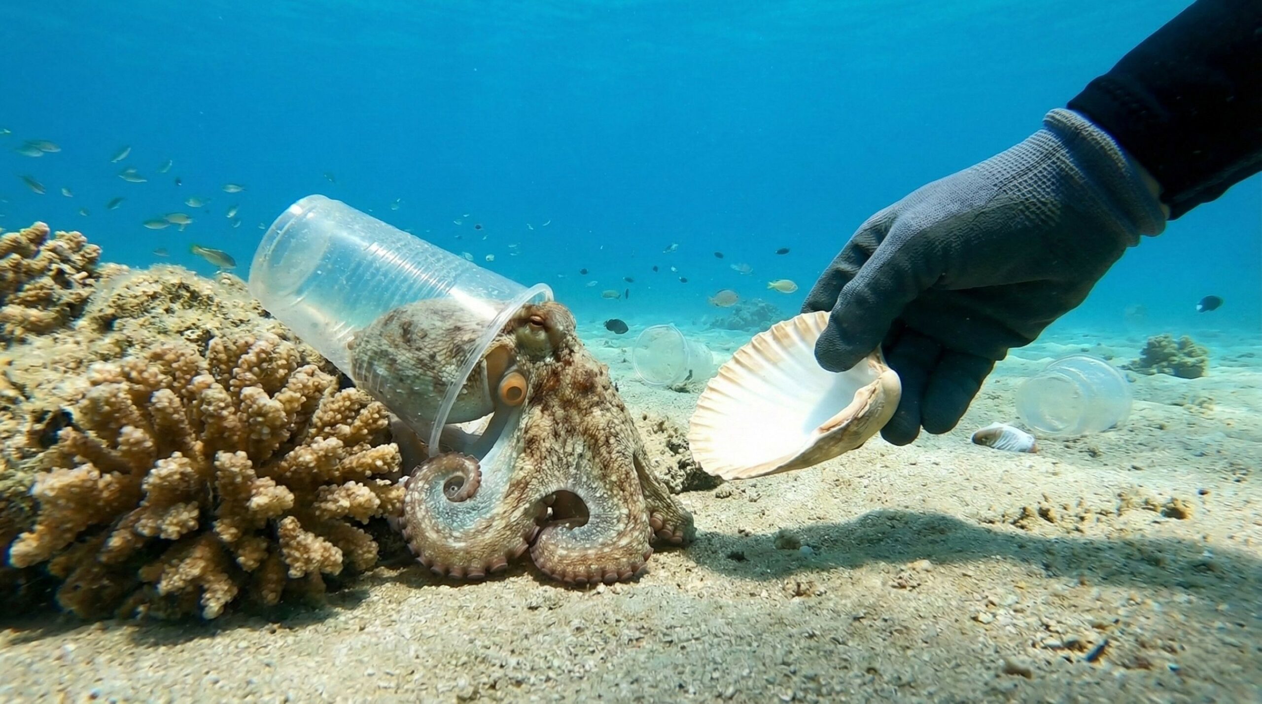 Mergulhador convence polvo a trocar seu copo de plástico por uma concha de verdade