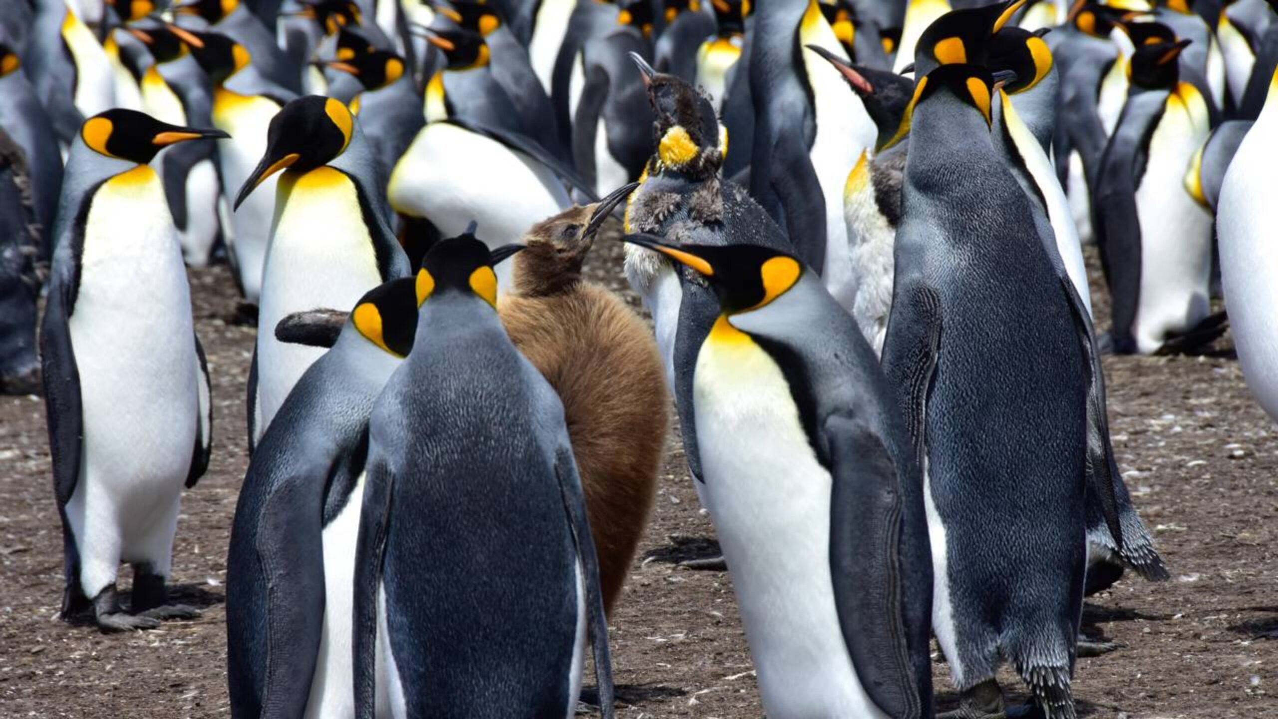 A ilha com um milhão de pinguins que impressiona cientistas e viajantes do mundo todo