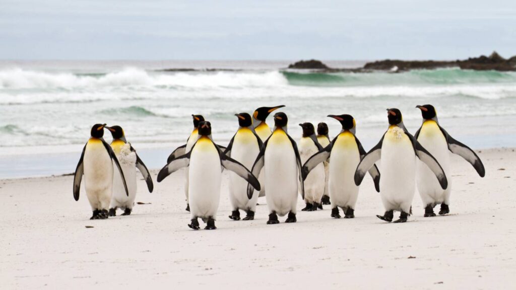 A ilha com um milhão de pinguins que impressiona cientistas e viajantes do mundo todo