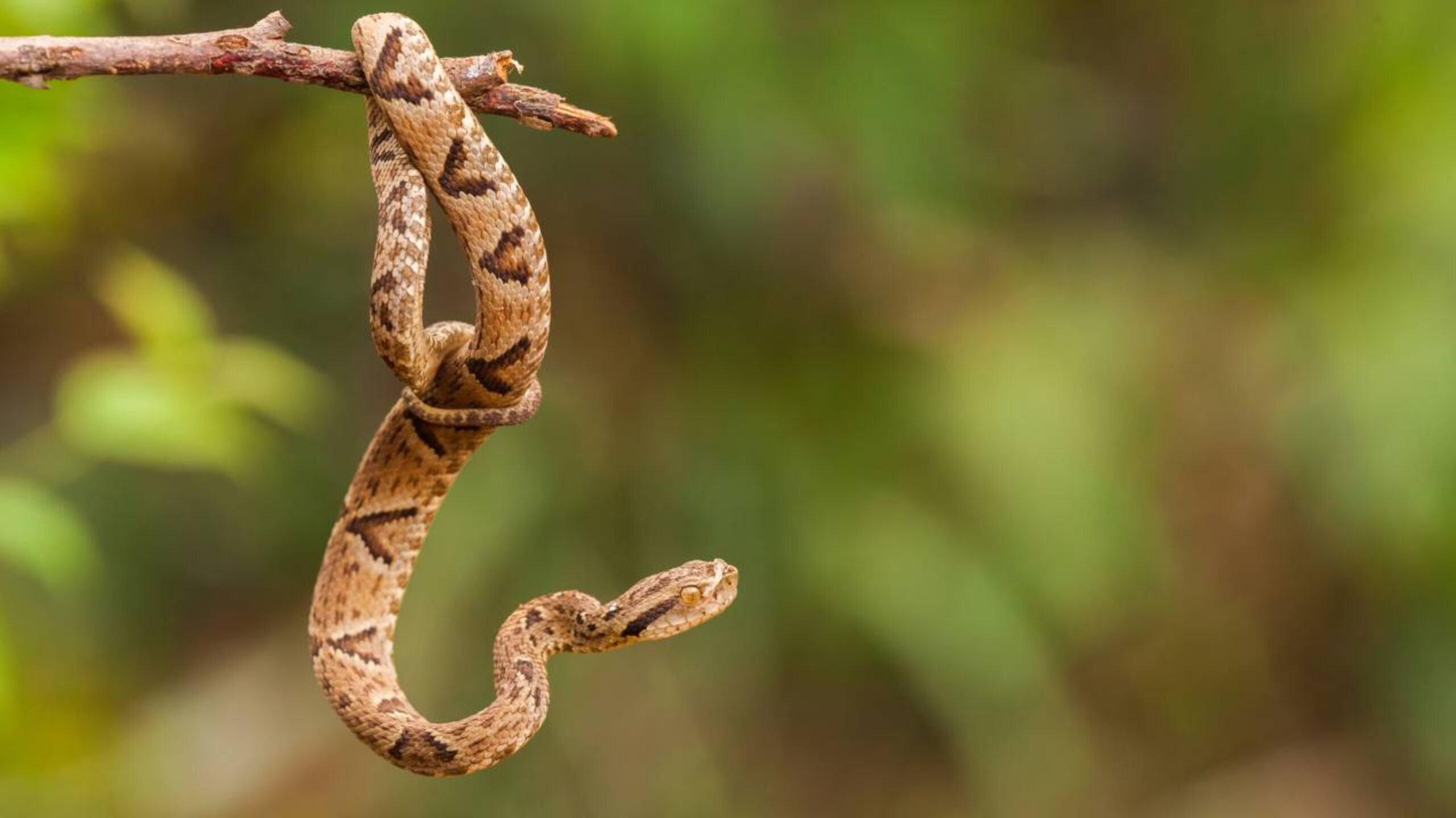10 animais mais venenosos do Brasil que exigem atenção redobrada da população