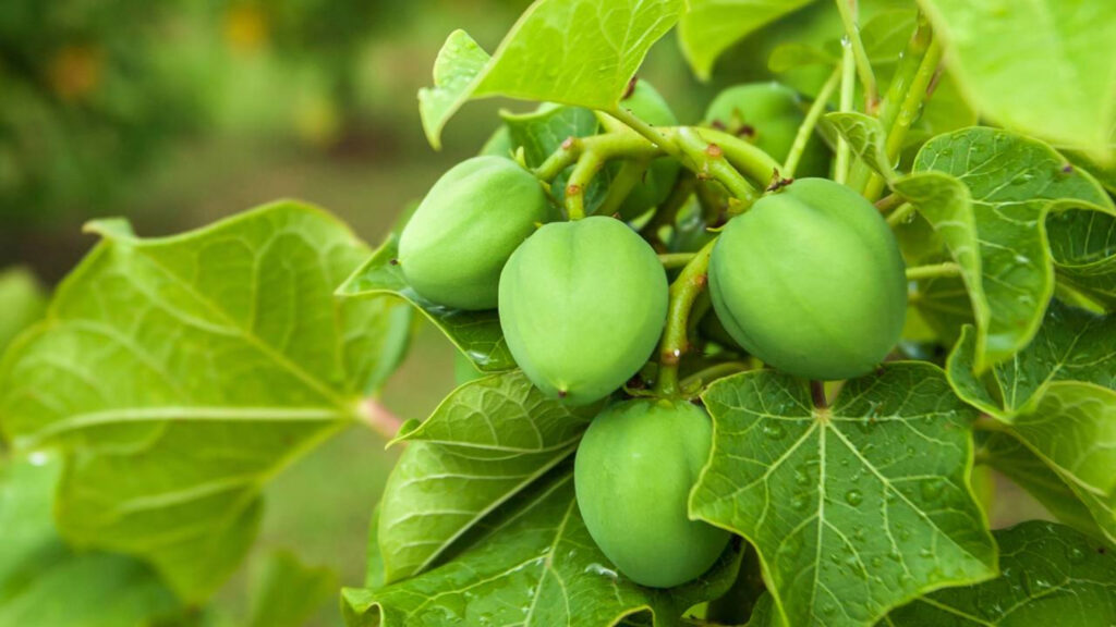 Frutas que podem matar e quase ninguém imagina os riscos envolvidos no consumo
