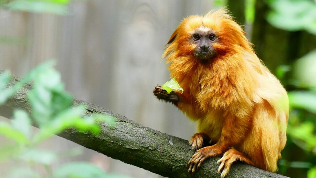 7 animais proibidos no Brasil que podem dar prisão e quase ninguém sabe