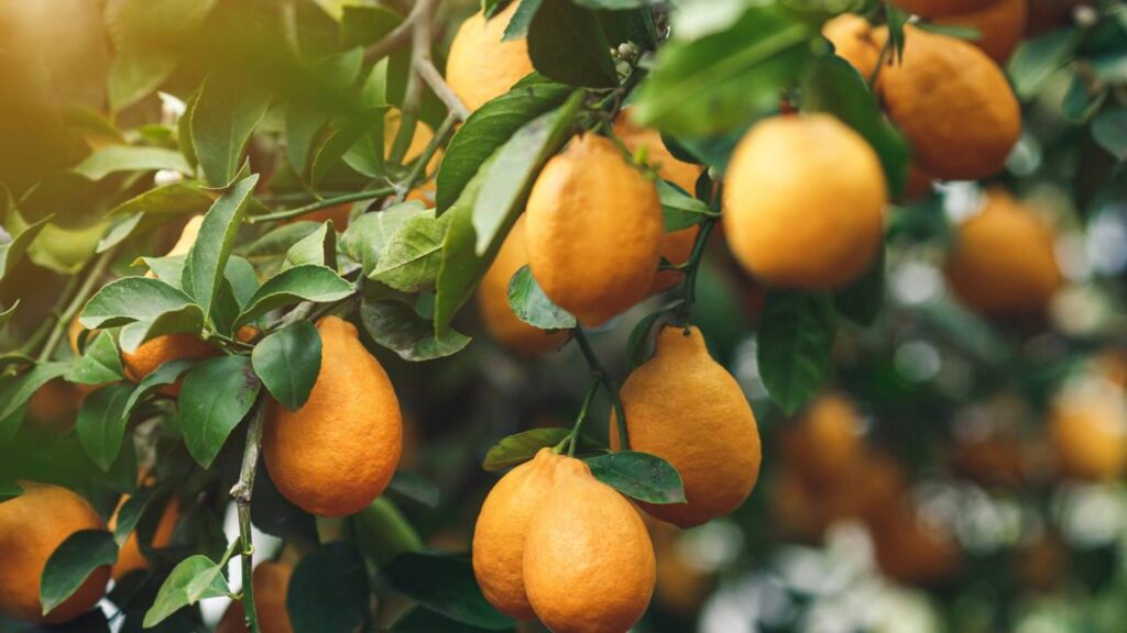 8 árvores frutíferas que produzem o ano todo e ajudam a sustentar a família