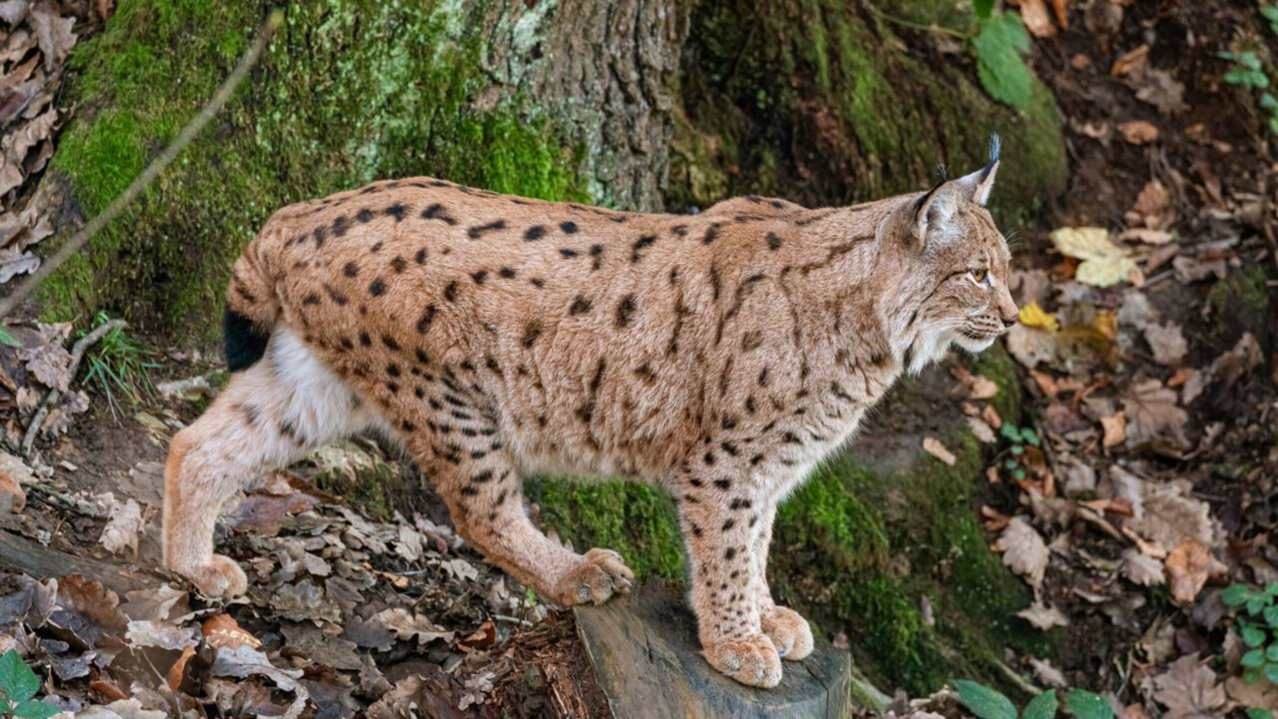 Lince da “drible de Garrincha” em coiote e garante café da manhã