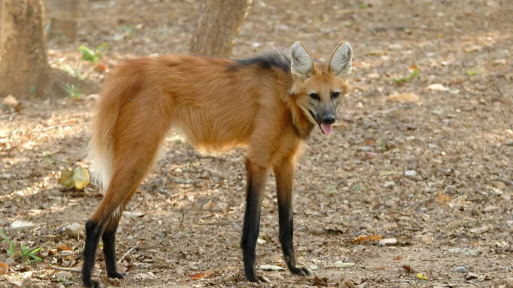 Animais incríveis do Brasil que só existem aqui e não são encontrados em nenhum outro lugar