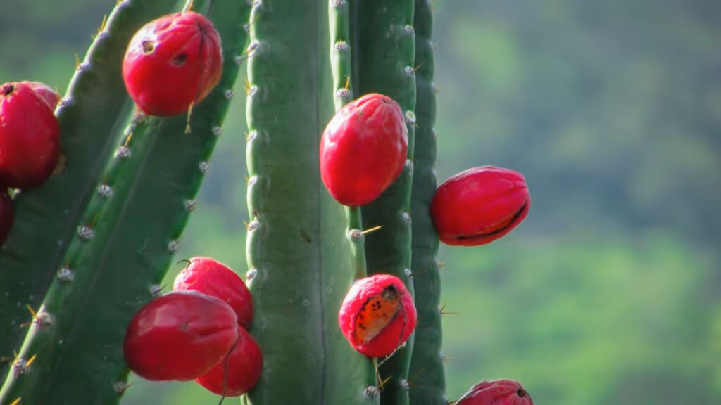 As frutas resistentes da Caatinga que crescem onde nada parece possível