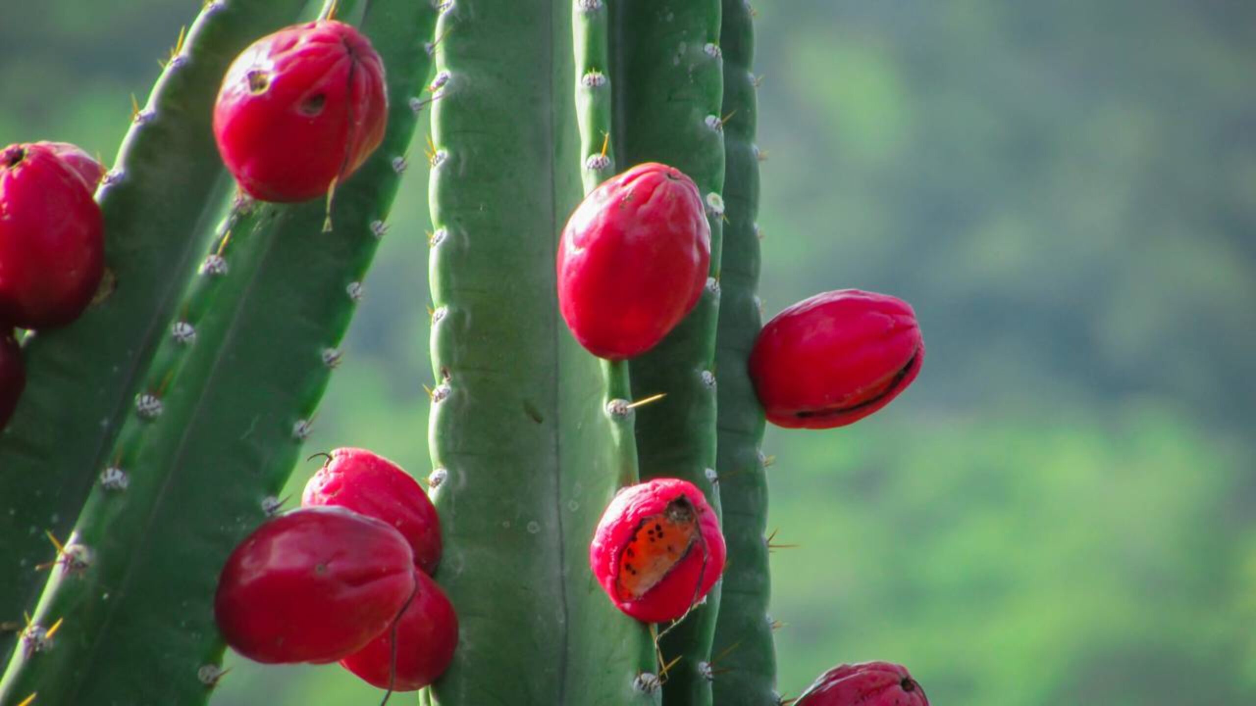 As frutas resistentes da Caatinga que crescem onde nada parece possível