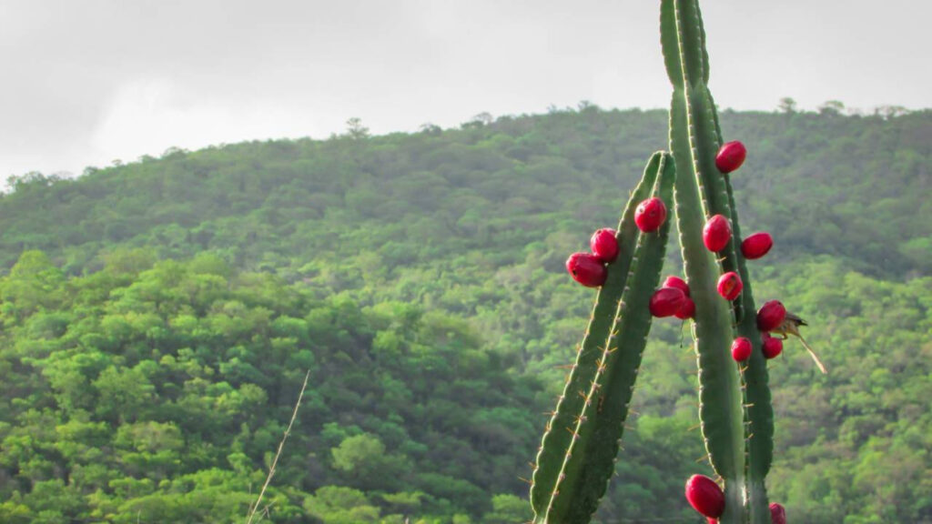 As frutas nativas do Brasil que muita gente nunca provou e são incríveis