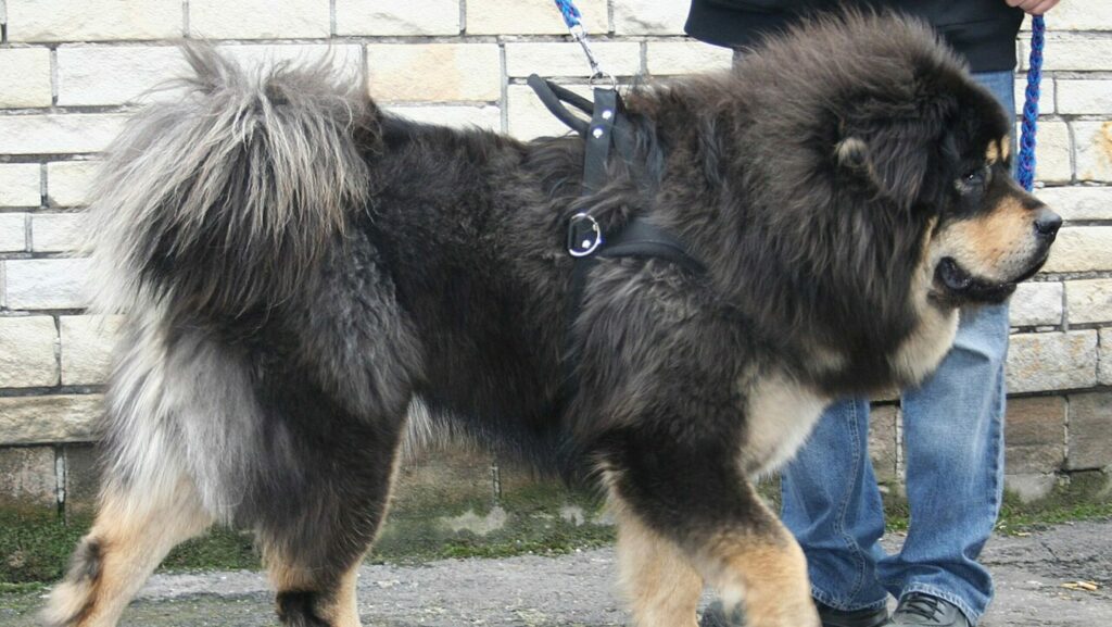 O cão mais caro do mundo pode custar até R$ 5 milhões e tem origem milenar