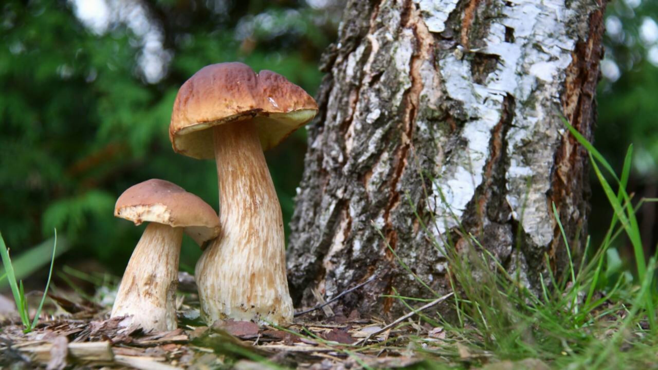 ‘Mineração de cogumelos’ pode ser a forma mais econômica de recuperar minerais de terras raras a partir de resíduos industriais