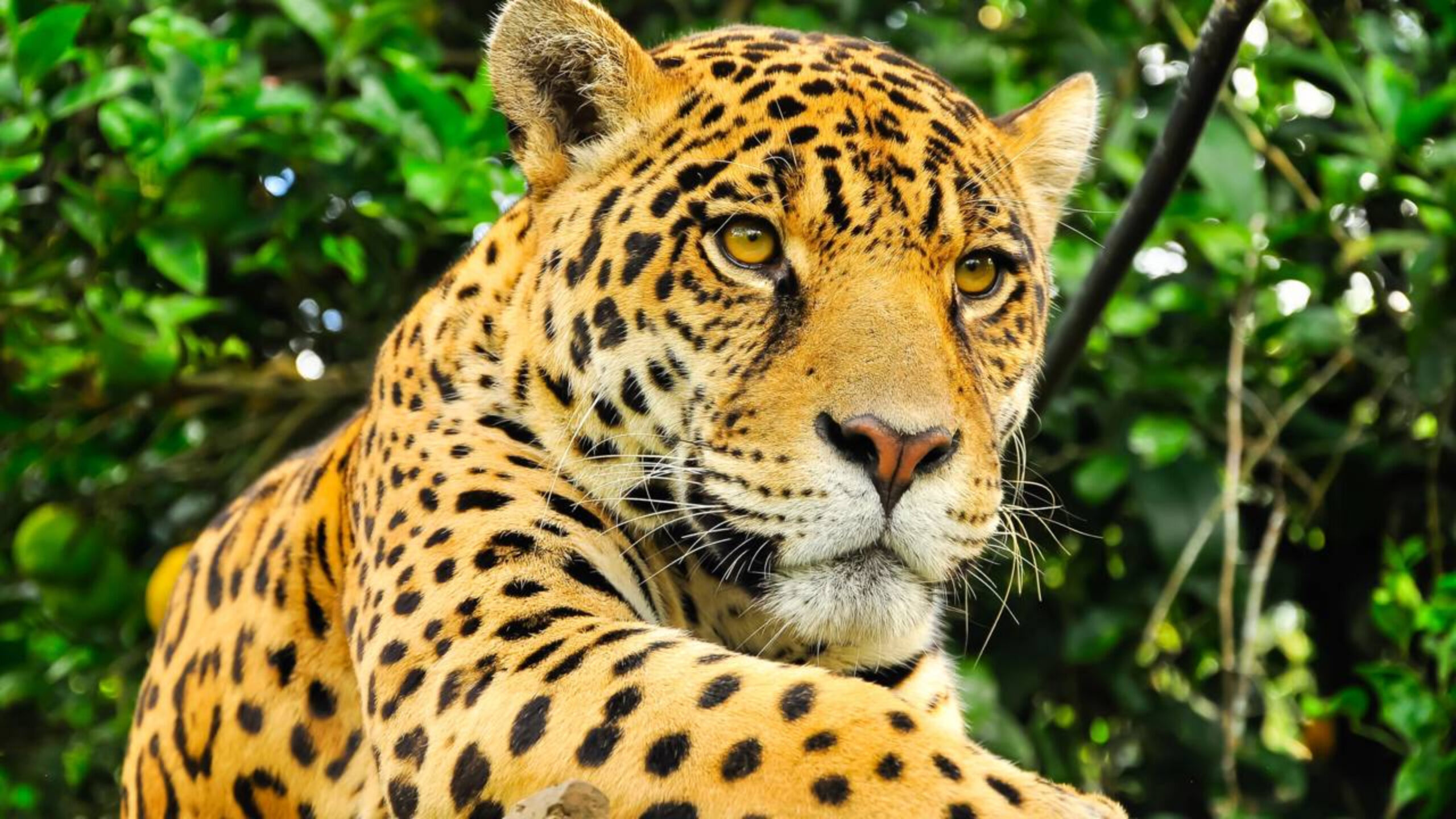 Animais incríveis do Brasil que só existem aqui e não são encontrados em nenhum outro lugar