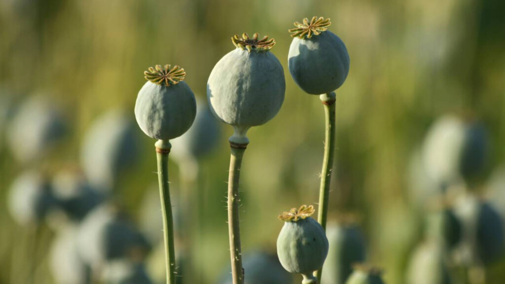Plantas proibidas no Brasil que muita gente nem imagina que não podem ser cultivadas