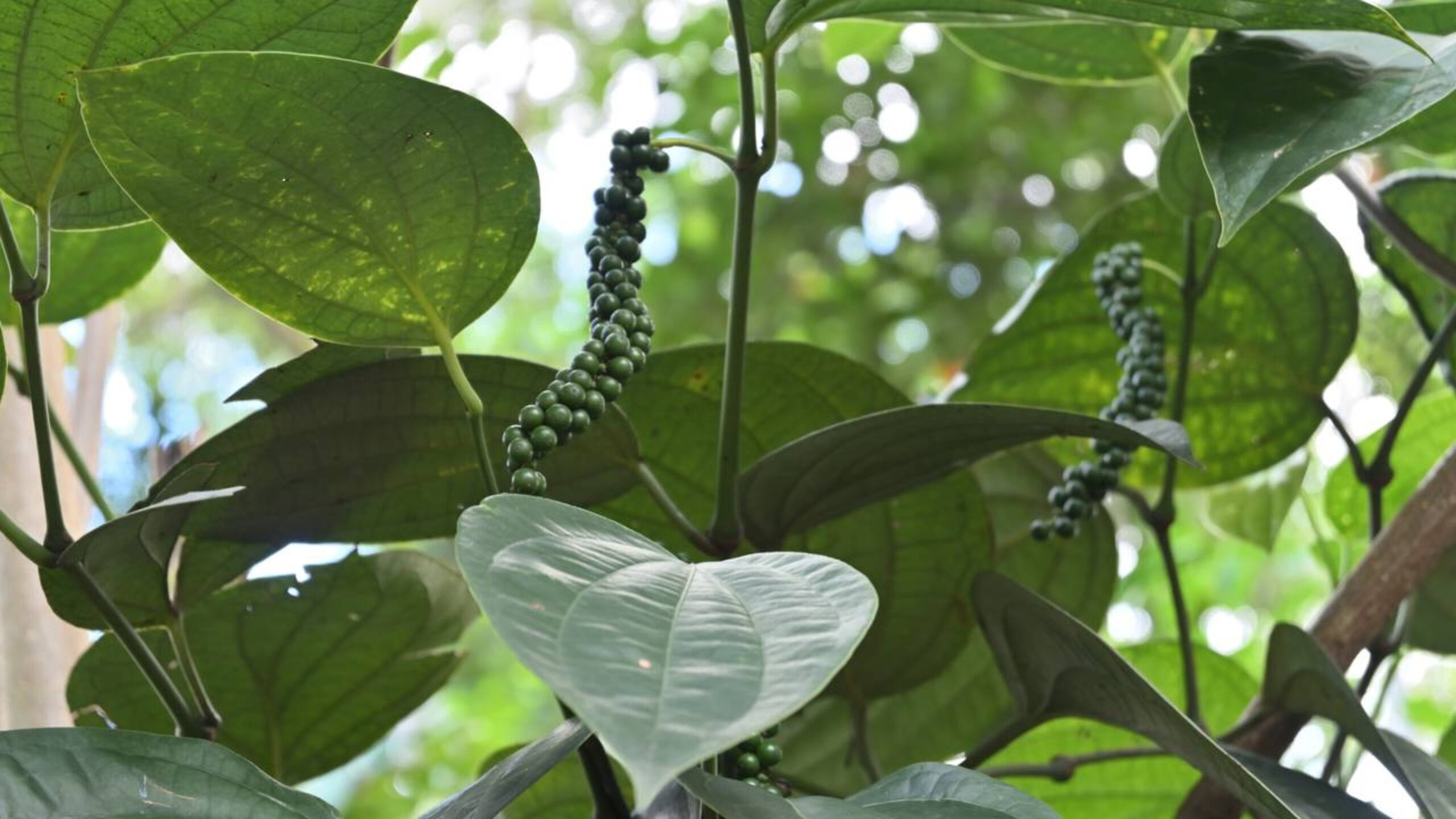 Plantas que afastam mal olhado e são usadas há gerações para proteção espiritual