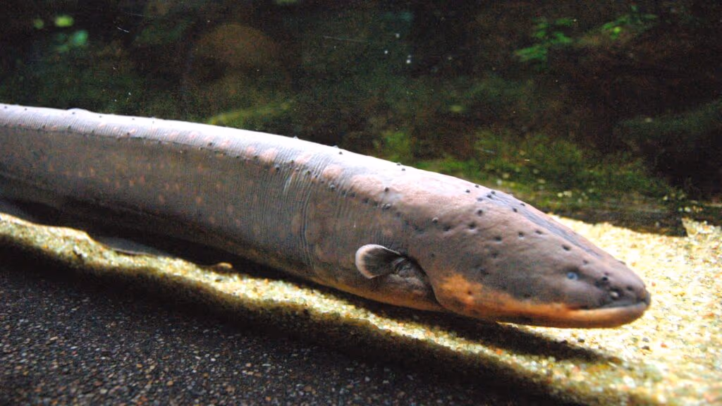 Por isso que você nunca deve passear sozinho pela Amazônia