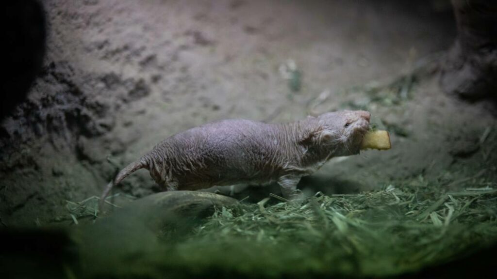 O pequeno roedor que desafia a biologia com "superpoderes"