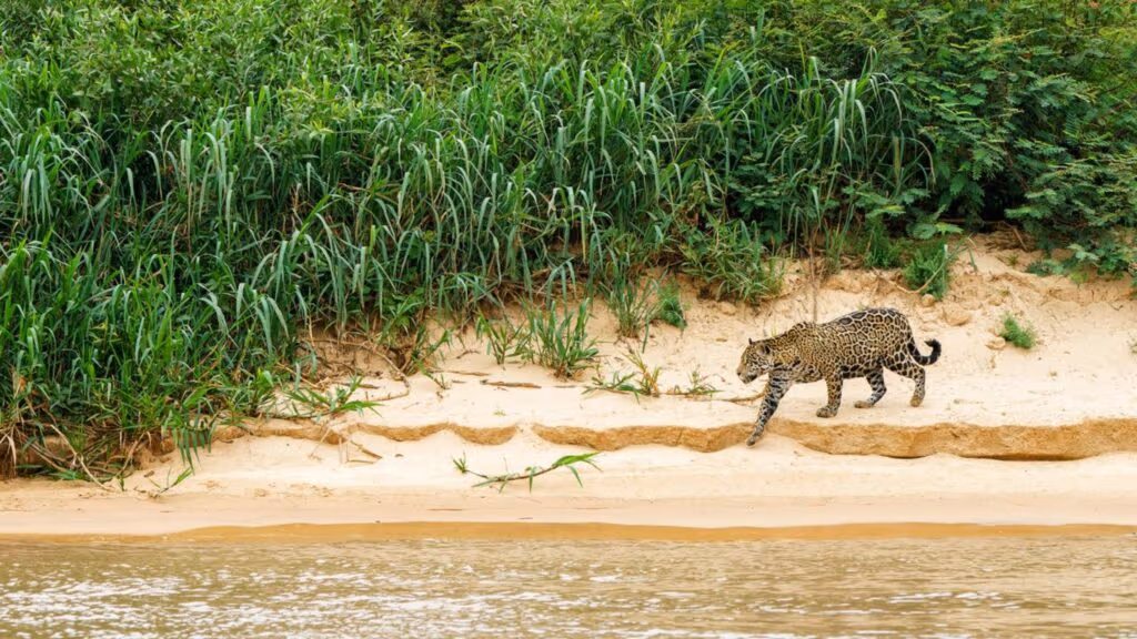 Saiu pra pescaria e deu de cara com uma onça-pintada